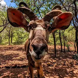 What Makes Marloth Park So Unique - Kruger Park Hostel blog article
