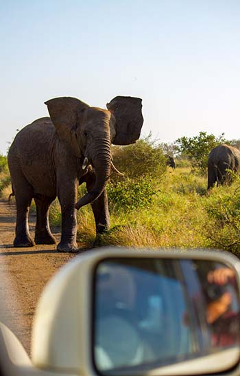 Elephant viewed on Game Drive into the Kruger National Park