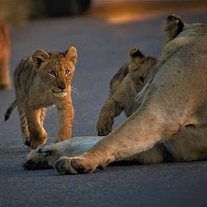 What Is The Difference Between A Game Drive And A Safari