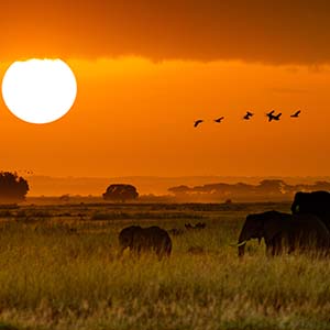 Your Wild Self Is Calling