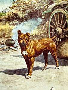 Jock of the Bushveld painting