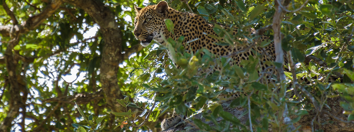 Leopard in Kruger National Park
