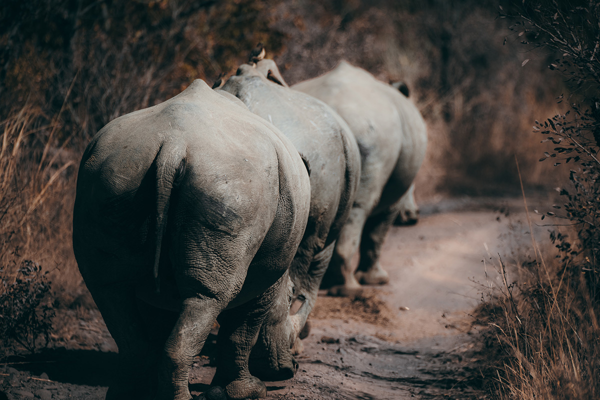 Rhino in Kruger National Park