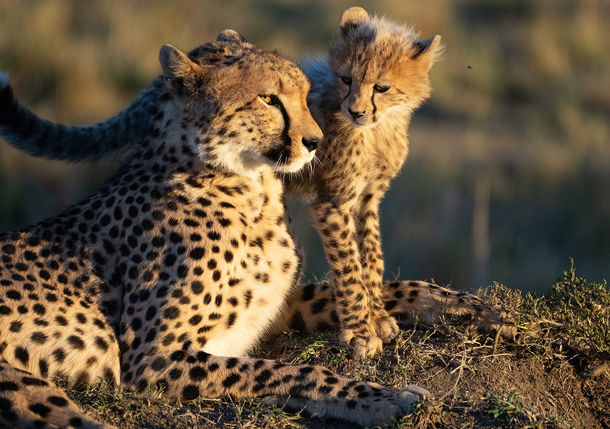 Cheetha on Safari in the Kruger Park