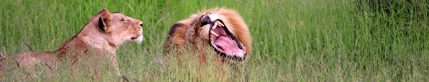 Lion's in the Kruger Park