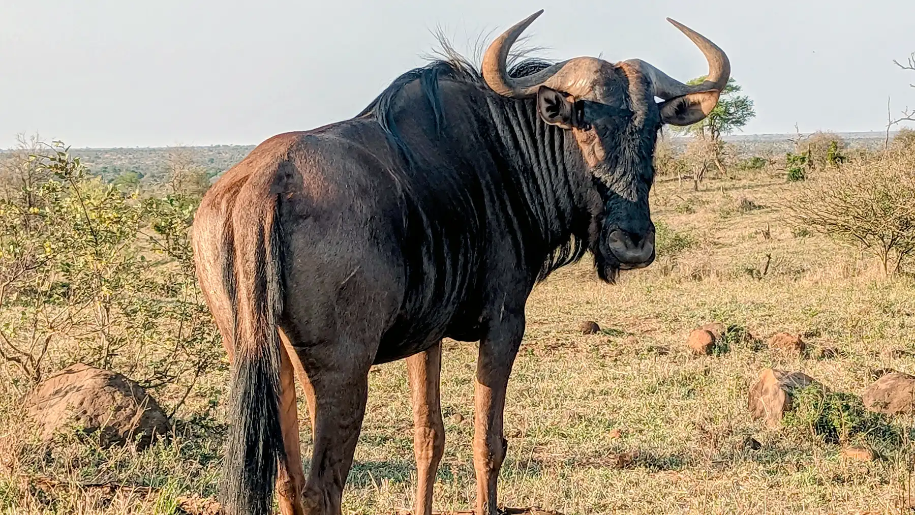 Wildebeest in the African bush during a Kruger camping safari