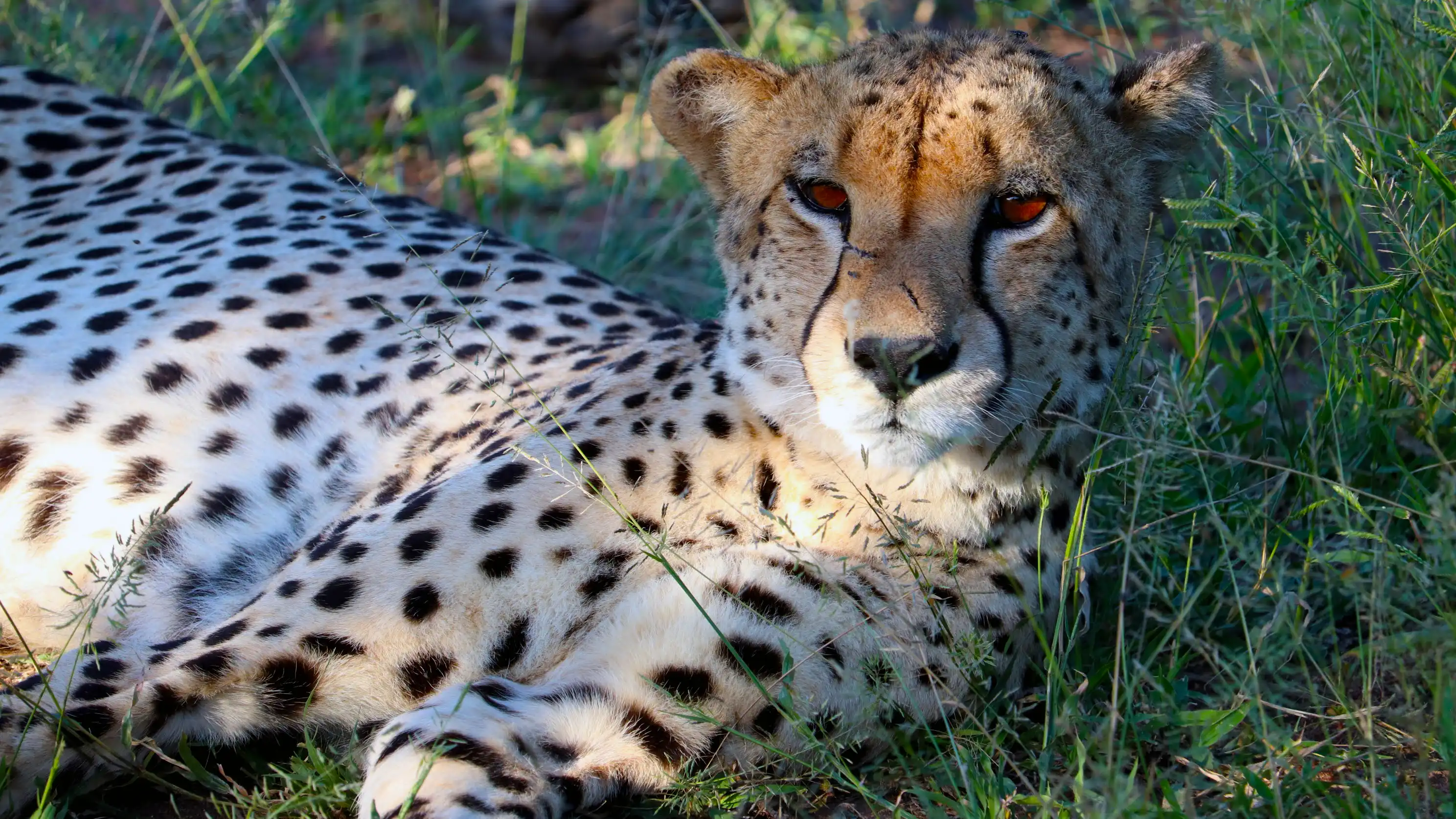 Cheetah resting in the grass in Kruger National Park