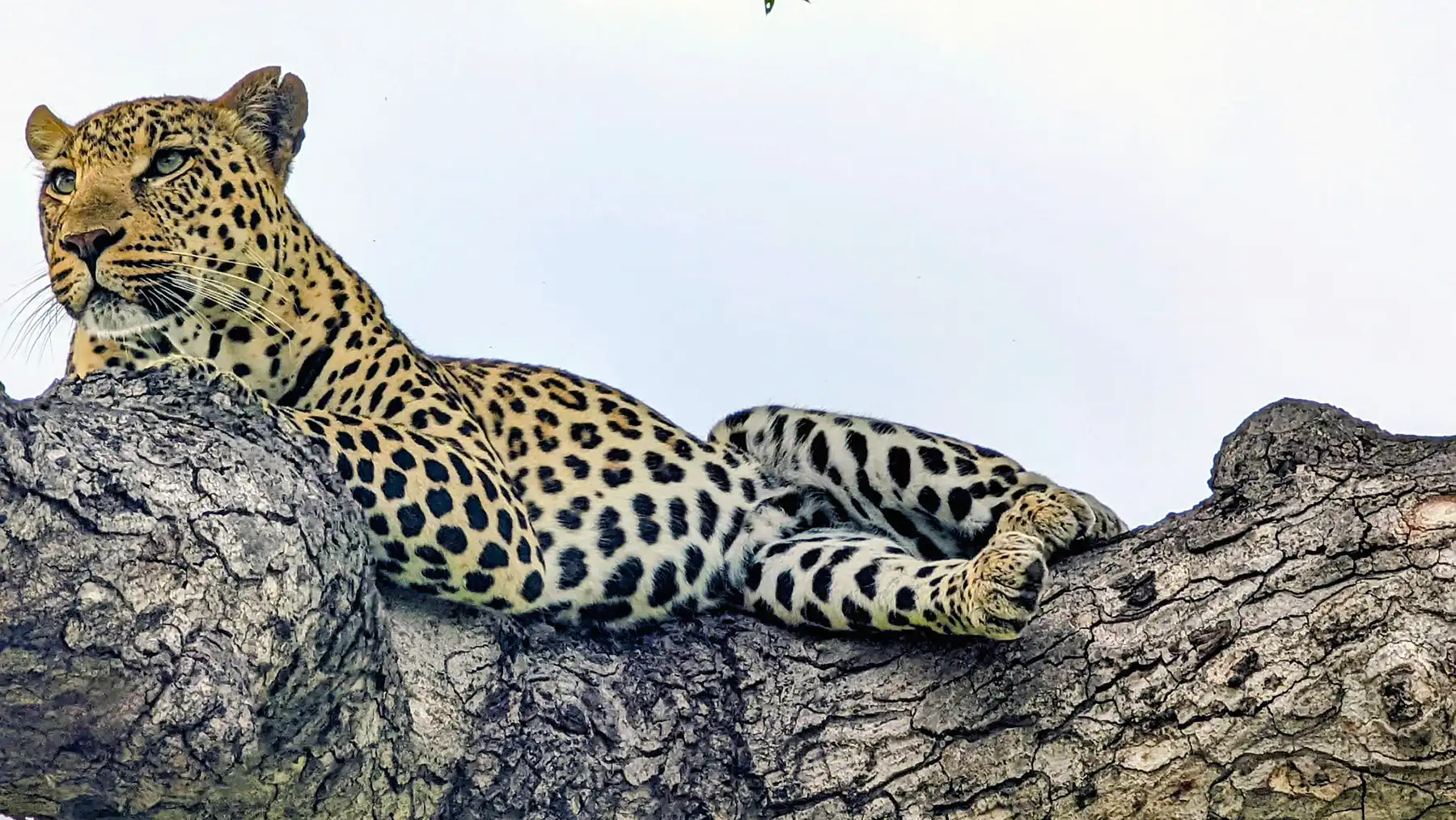 Leopard resting in a tree in Kruger National Park during a Kruger camping safari