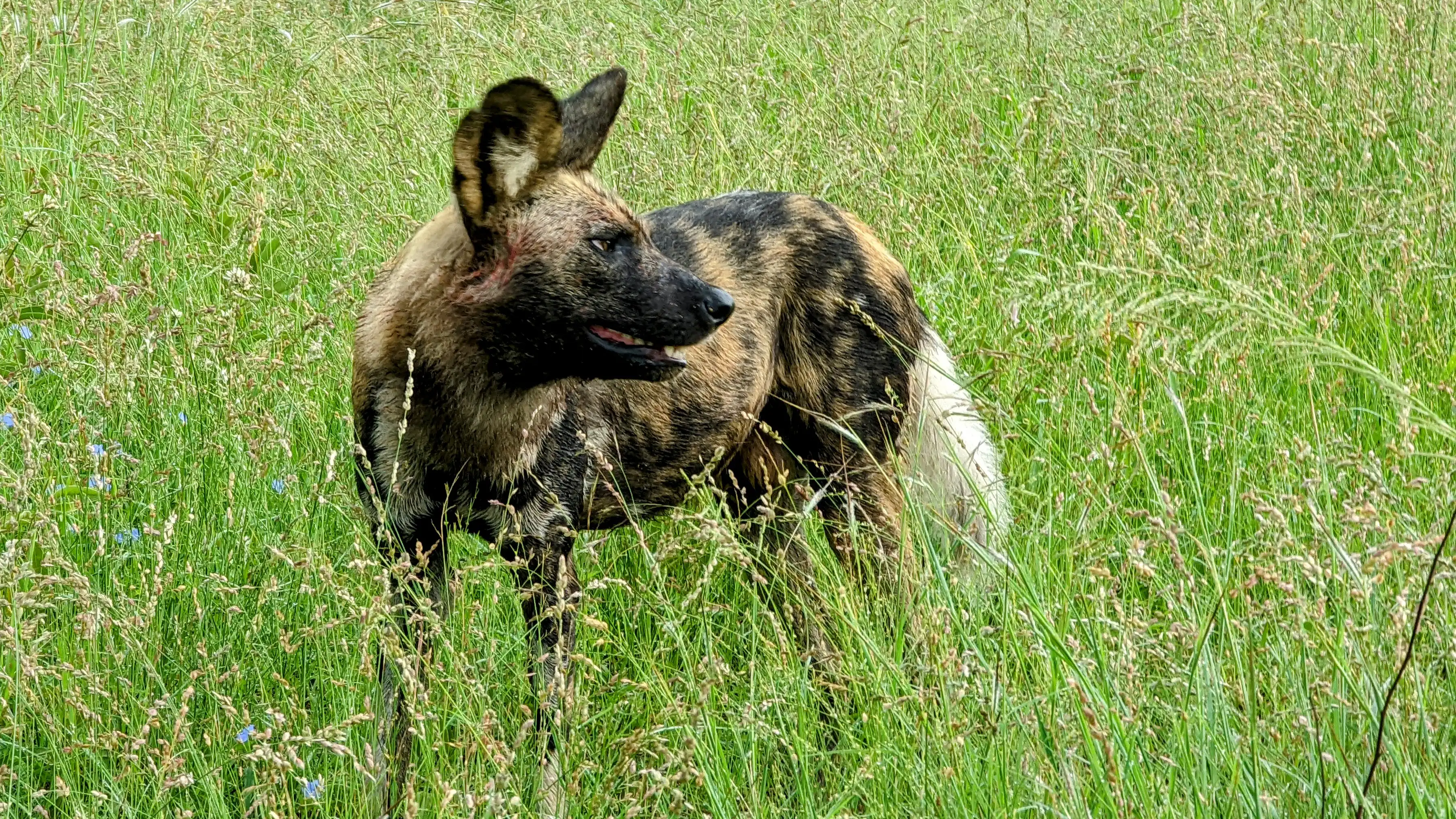 African wild dog in Kruger National Park during a guided camping safari