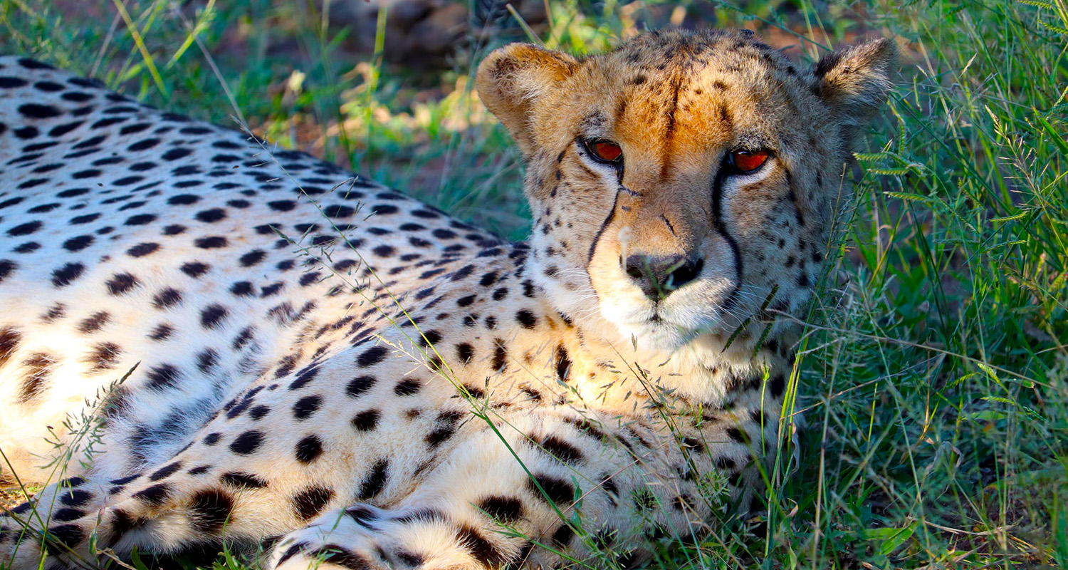 Cheetah seen on tour departing from Kruger Park Hostel in Marloth Park, South Africa