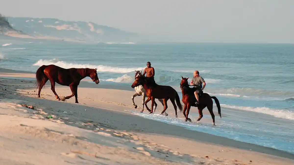Horses And Riders On The Empty Beaches Of Calanga