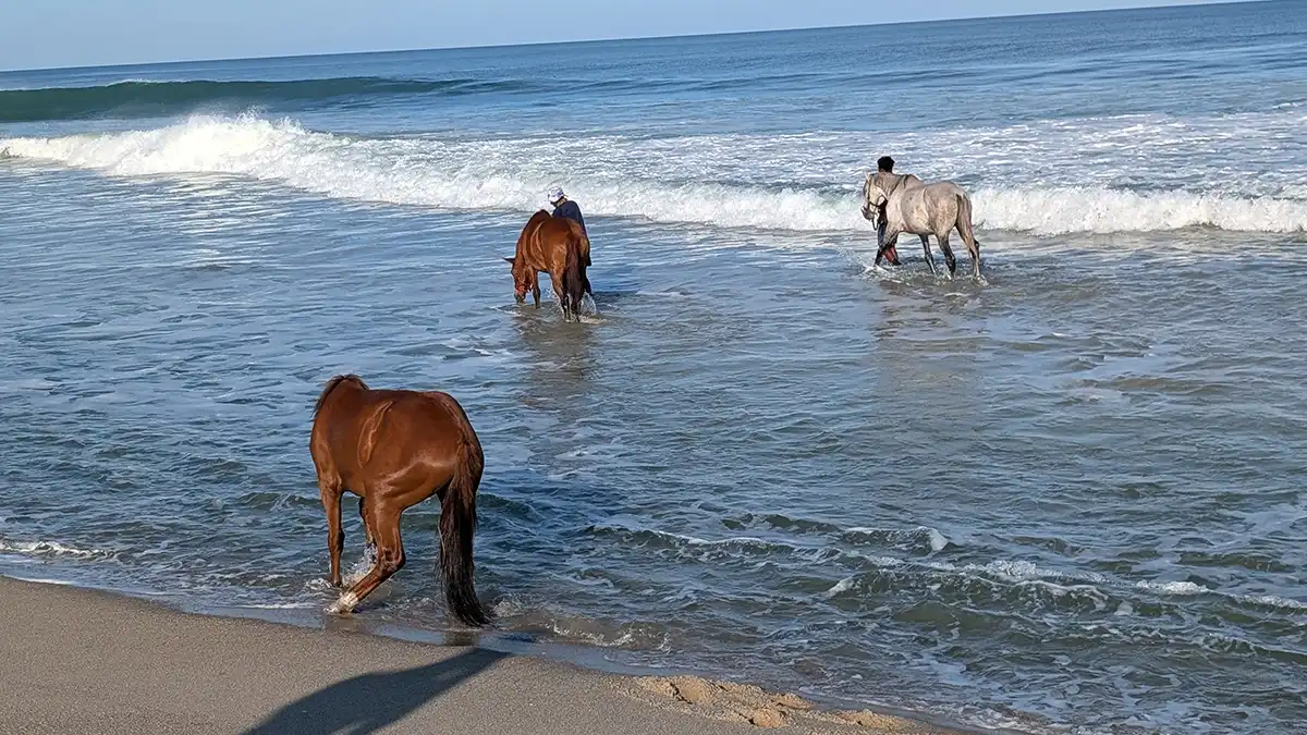 Horses In Ocean