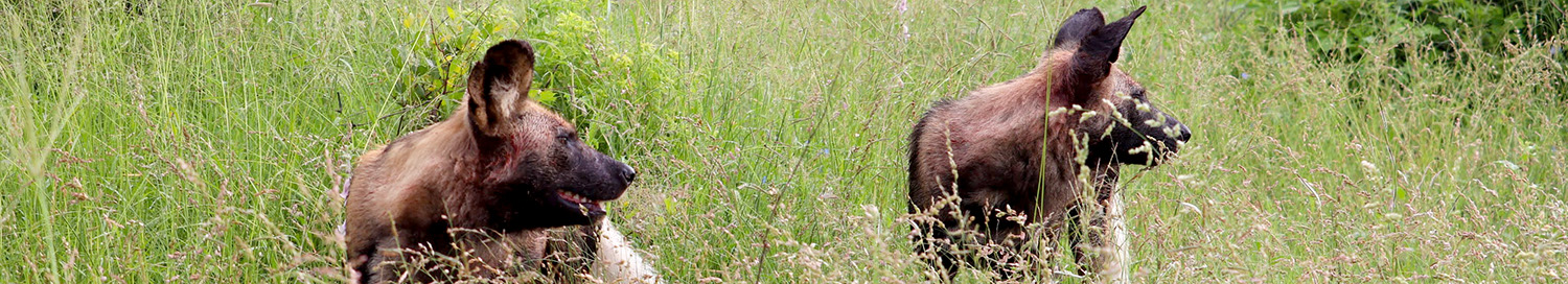 Zebra at Kruger Park Hostel in Marloth Park