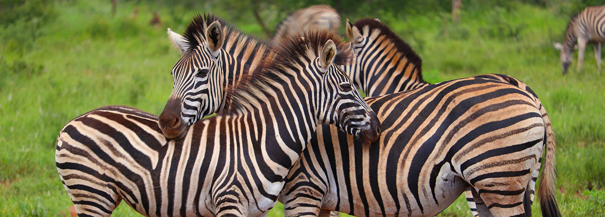Zebra at Kruger Park Hostel in Marloth Park