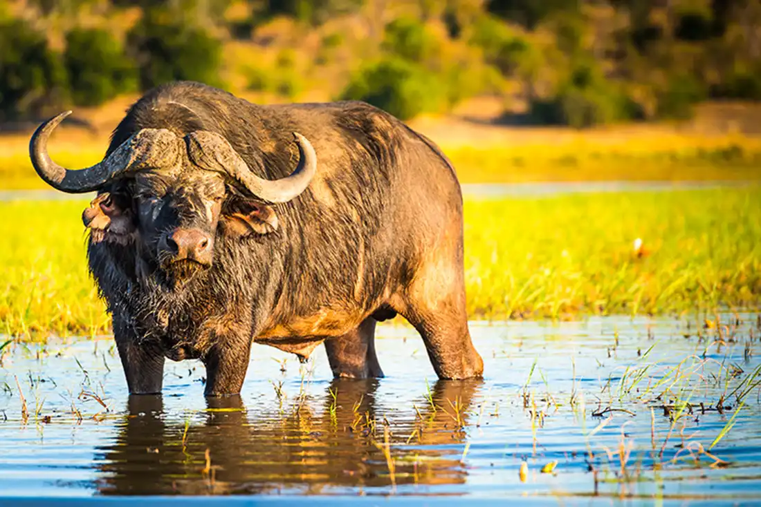 African Cape Buffalo In The Water In Kruger National Park