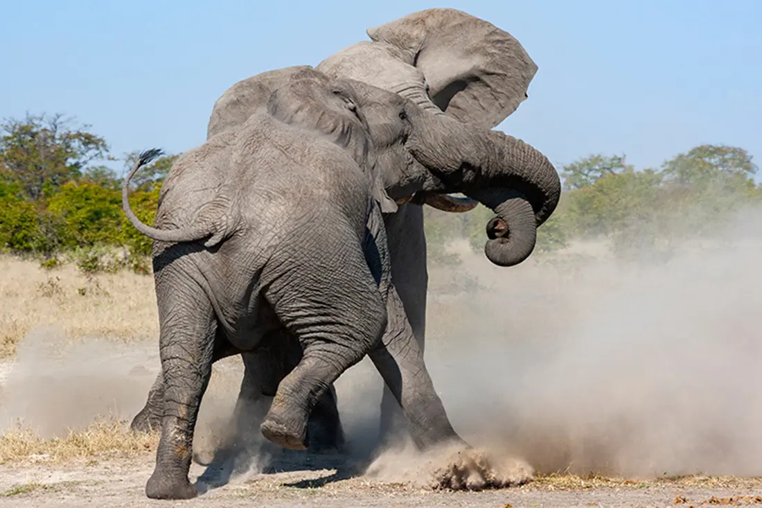 African Bull Elephants Fighting