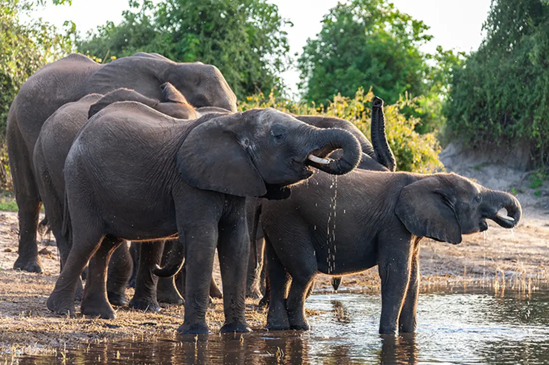 African Elephants Drinking At A Watering Hole