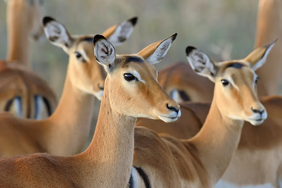 Femal Impala