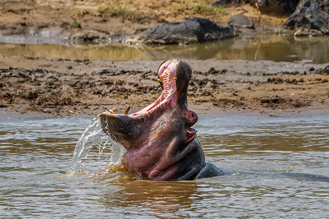 Hippo Open Mouth In Watering Hole