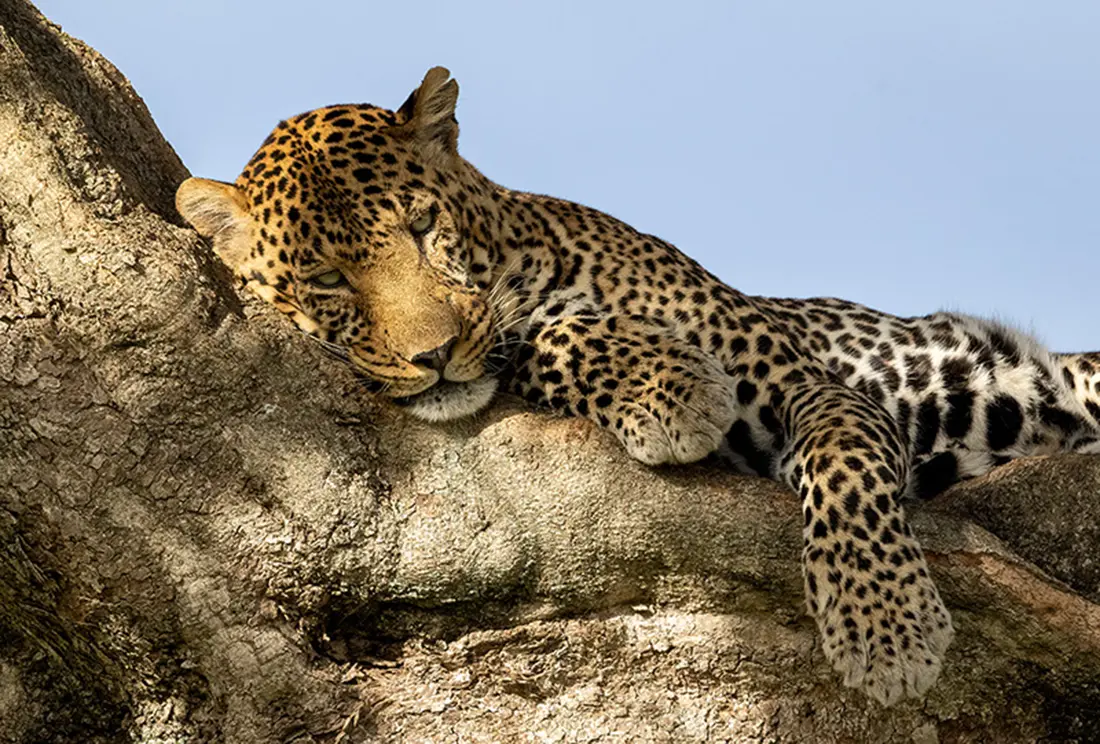 Leopard Resting In Tree