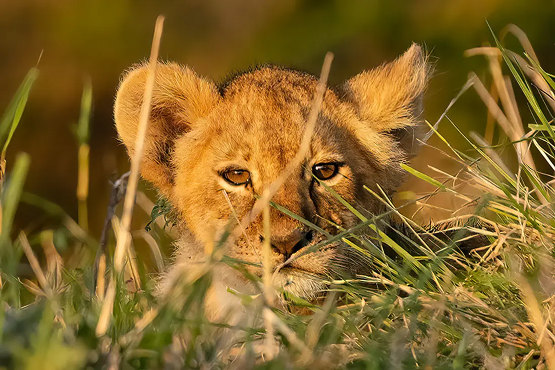 Lion Cub Peaking Through The Grass In Kruger National Park