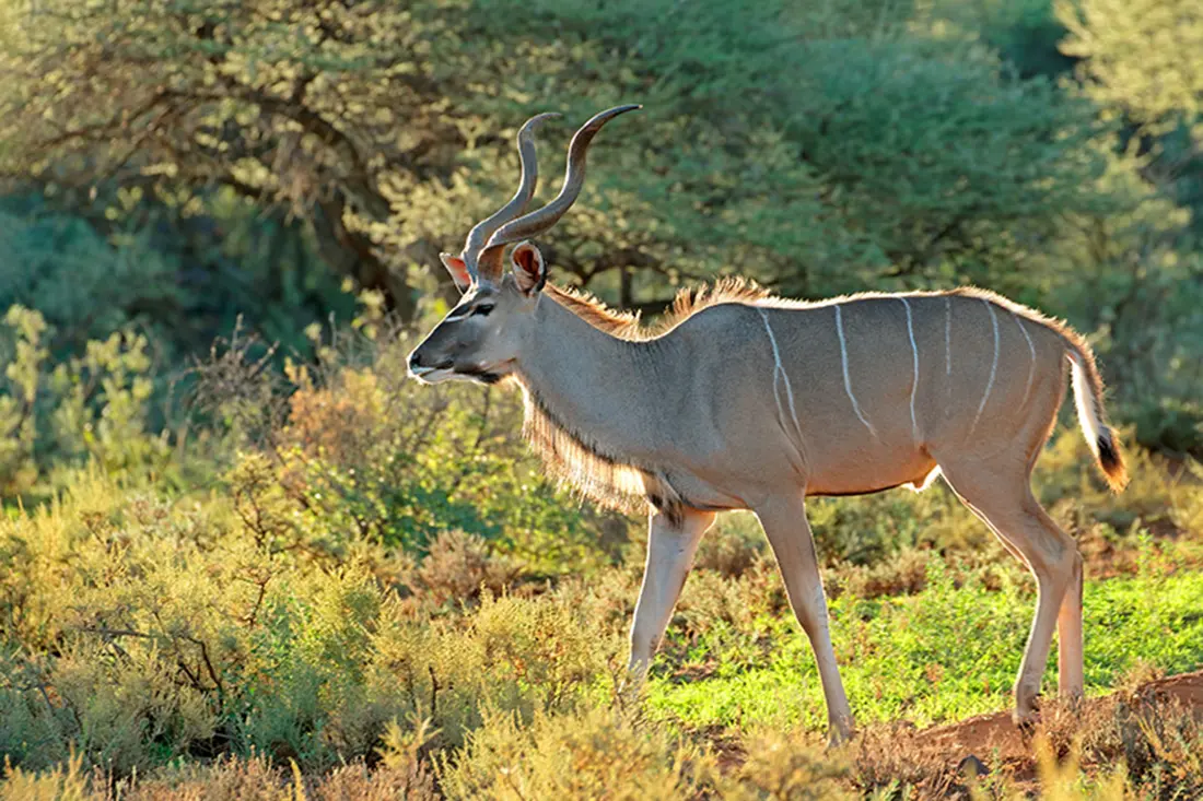Male Kudu