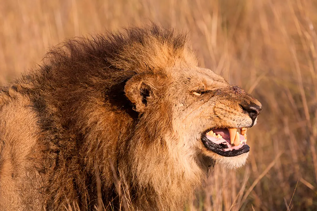 Male Lion Bearing His Teeth N The Kruger National Park