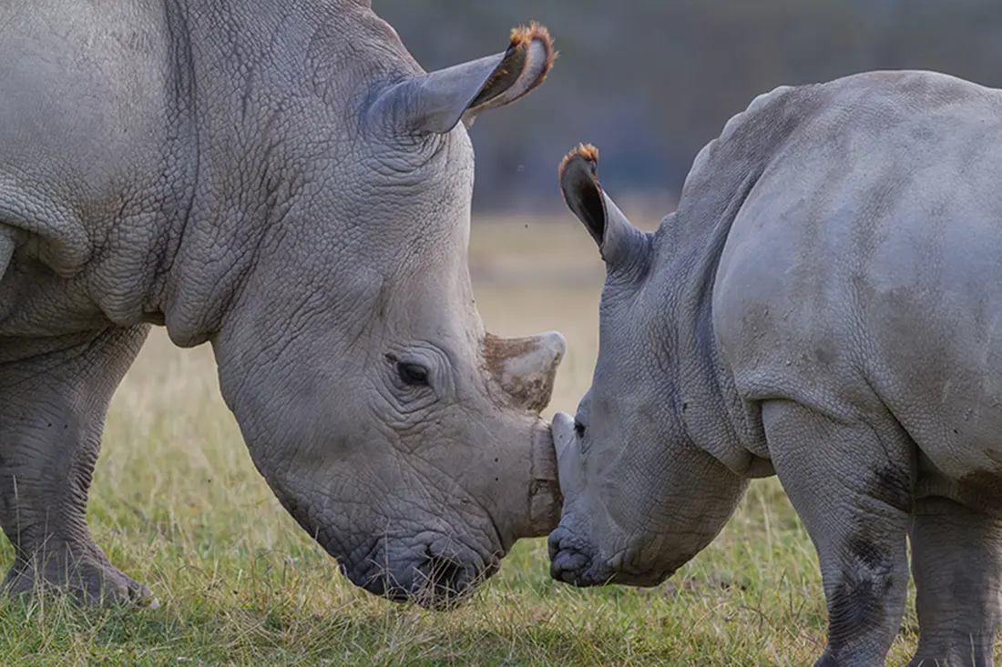 Rhino With Young