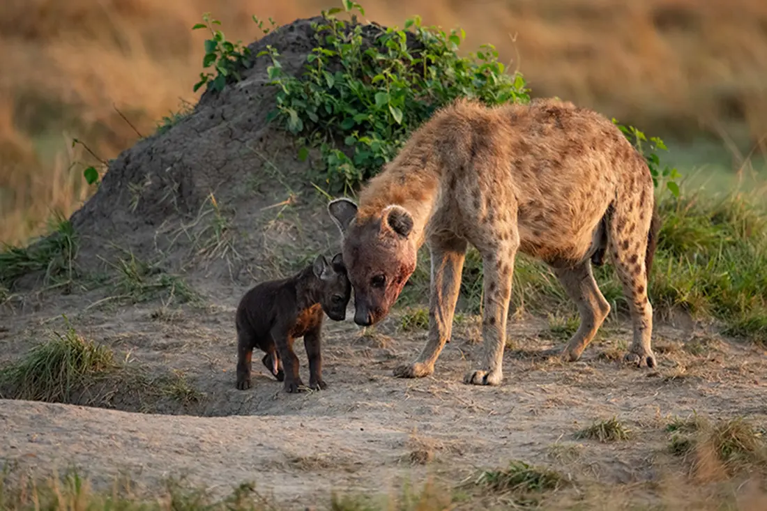Spotted Hyena With Young Cub