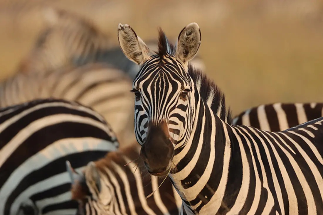 Zebra At Sunset In The Kruger Nationa Park