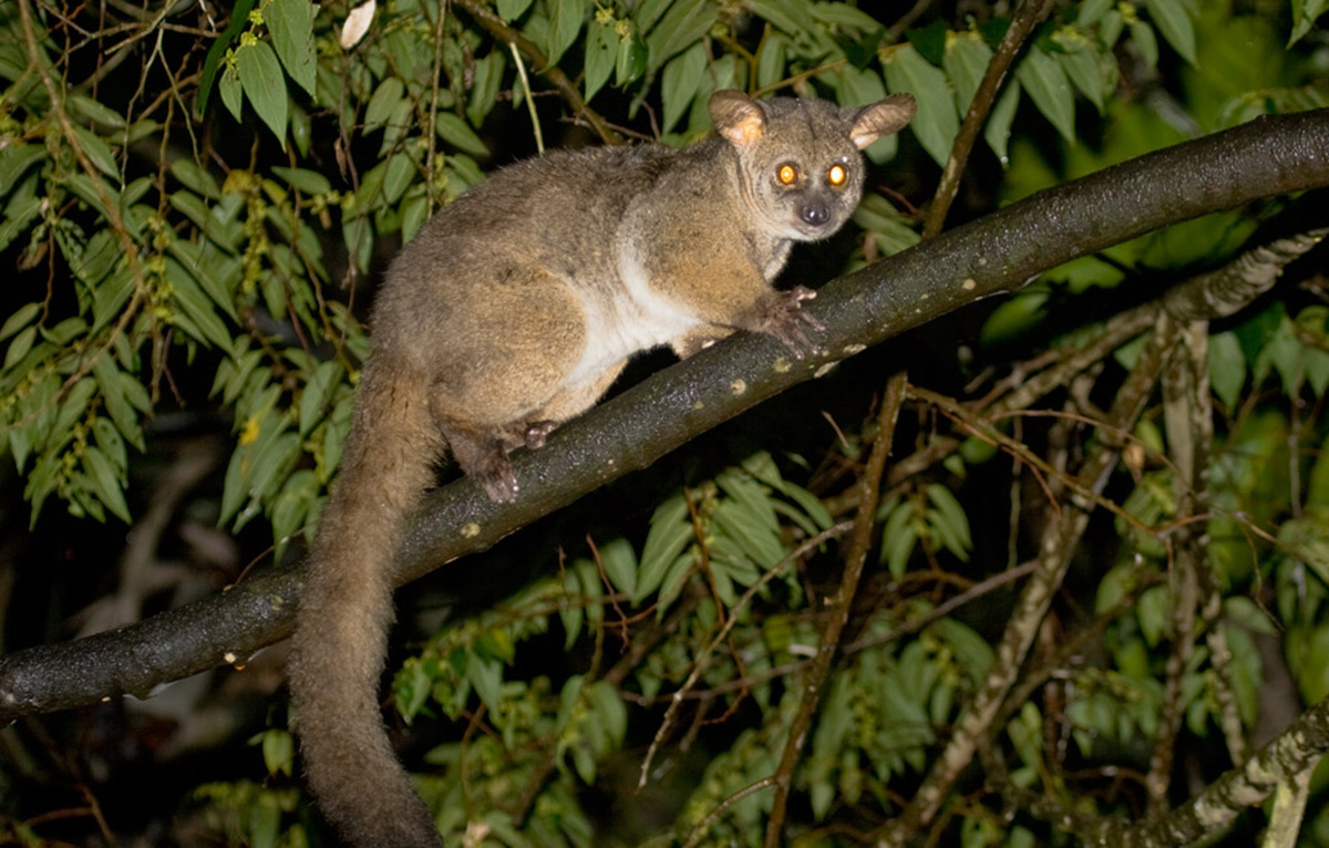 What does a Thick Tailed Bushbaby eat