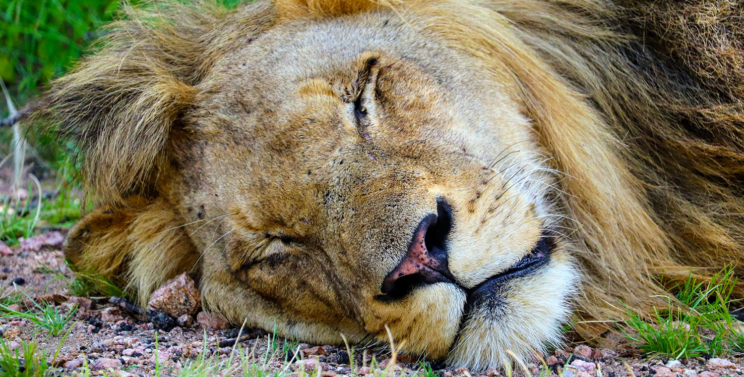 Lion sleeping close to Kruger Park Hostel