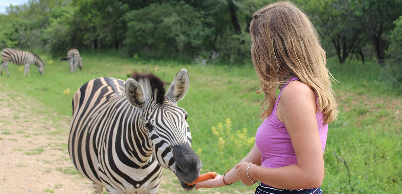 Guest feeding Zebra at Kruger Park Hostel in Marloth Park Game Reserve