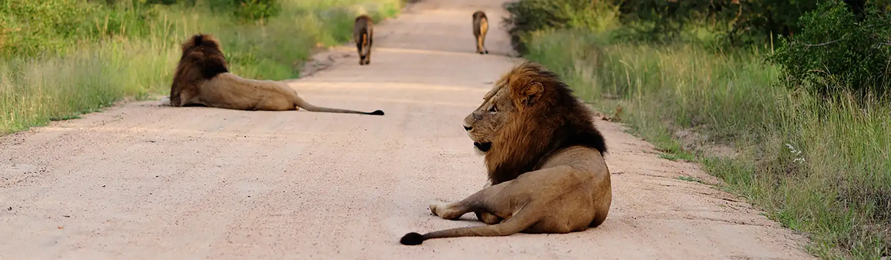 Lions seen on a game drive from Kruger Park Hostel in Kruger National Park